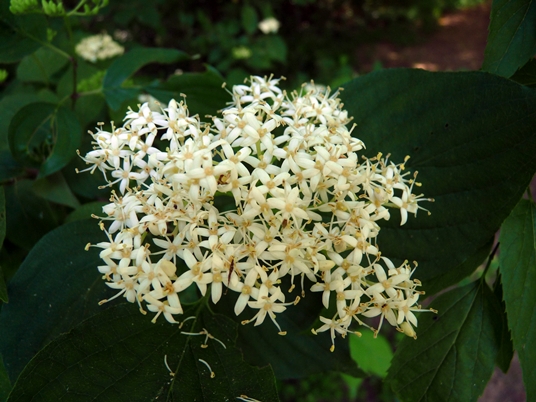 {Cornus amomum}